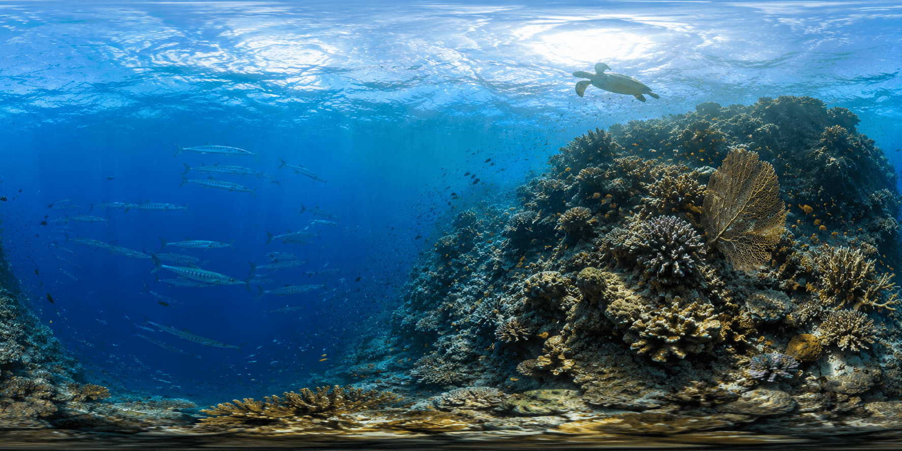 Great Barrier Reef — immersive 360° world